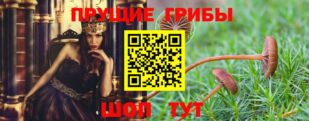 Псилоцибиновые грибы Psilocybe Ейск